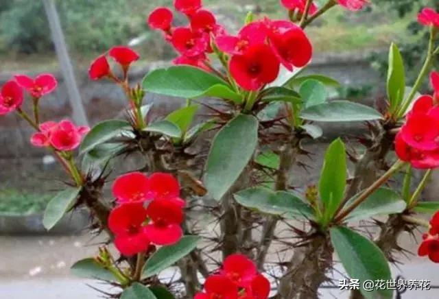 “4种花”最难养，1个月不浇水，才能花开满枝头，越懒越好