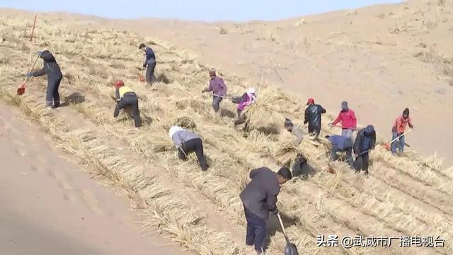 古浪县大力开展国土绿化倍增行动