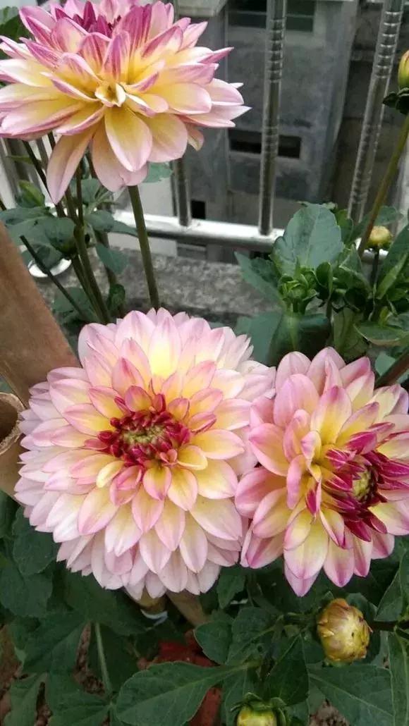 3种球丢盆里，一不小心花儿开满盆，四季花不断，美翻了