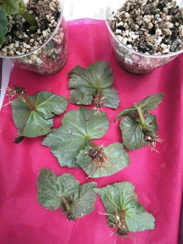 这10种花，年年收空盆，没点经验还真不敢养