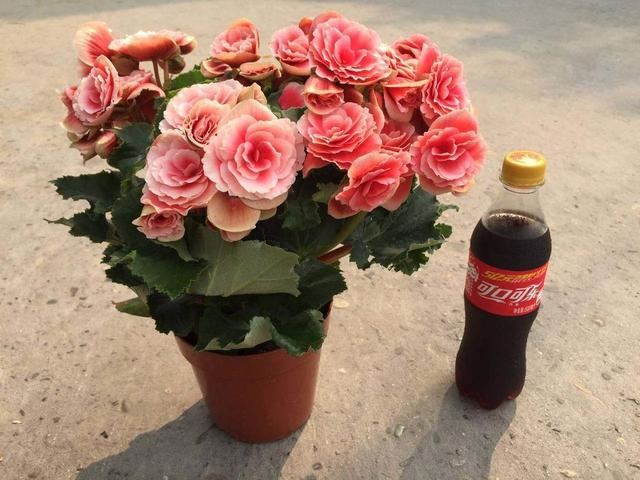 一种常见花，却这么“难养”，谁养好了它，肯定是养花高手