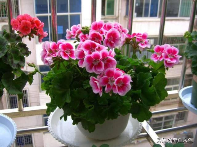 推荐10款花期超长的花卉，在家种上一盆，能看一年