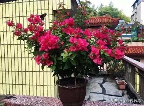 这“3种”,好养又漂亮,见的人都说“美” 这“3种”,好养又漂亮,见的人都说“美”