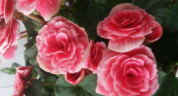 一种常见花，却这么“难养”，谁养好了它，肯定是养花高手