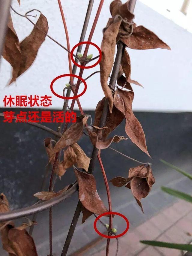 这10种花，年年收空盆，没点经验还真不敢养