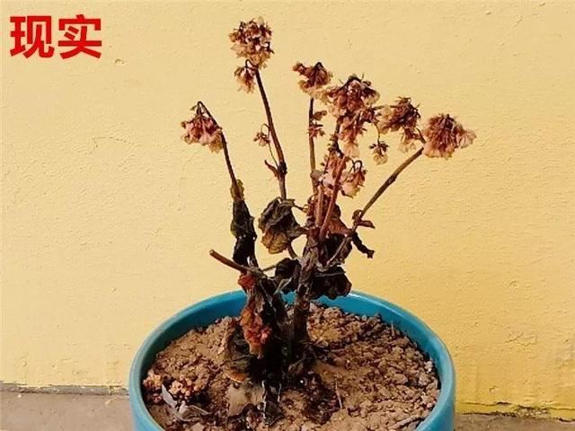 这10种花，年年收空盆，没点经验还真不敢养