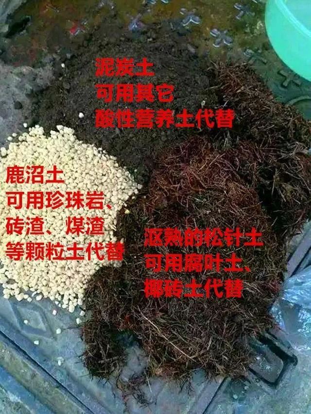 这10种花，年年收空盆，没点经验还真不敢养
