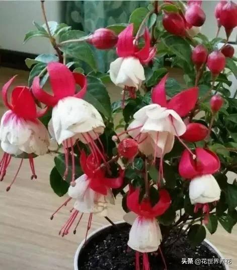 这“3种”,好养又漂亮,见的人都说“美” 这“3种”,好养又漂亮,见的人都说“美”