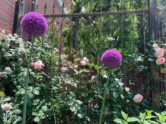 3种球丢盆里，一不小心花儿开满盆，四季花不断，美翻了