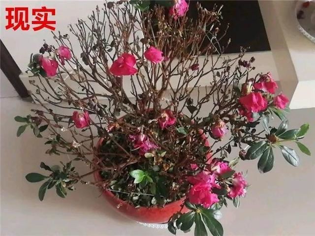 这10种花，年年收空盆，没点经验还真不敢养