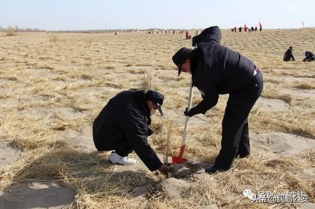 植树造林滋沃土，防风固沙护良田
