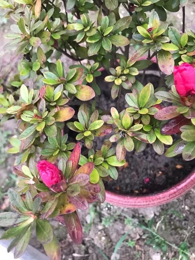 这10种花，年年收空盆，没点经验还真不敢养