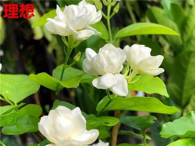 这10种花，年年收空盆，没点经验还真不敢养