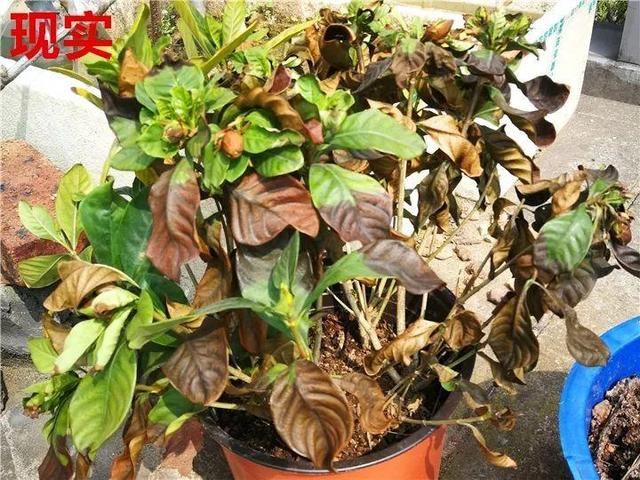 这10种花，年年收空盆，没点经验还真不敢养