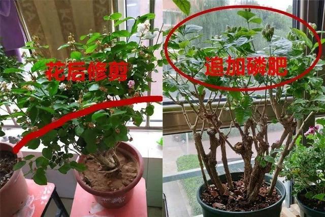 这10种花，年年收空盆，没点经验还真不敢养