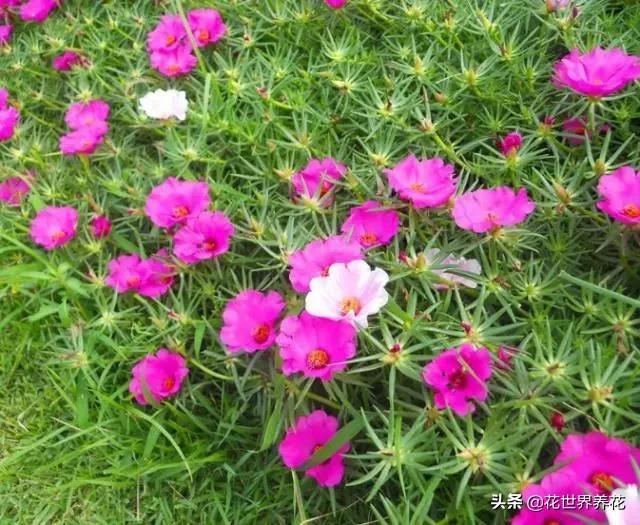 “4种花”最难养，1个月不浇水，才能花开满枝头，越懒越好