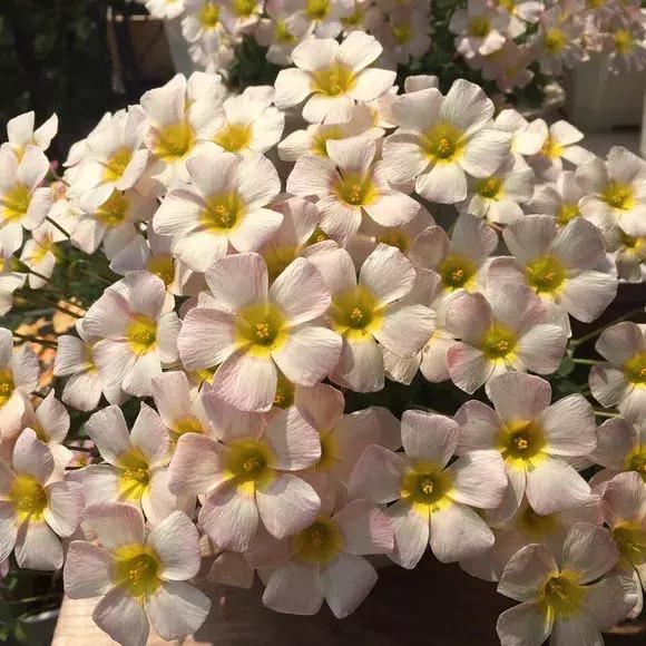 3种球丢盆里，一不小心花儿开满盆，四季花不断，美翻了