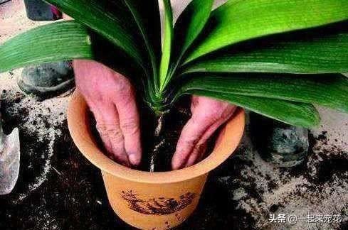 别再花钱买营养土,户外2种土,用来养花,疏松透气,养啥旺啥 别再花钱买营养土,户外2种土,用来养花,疏松透气,养啥旺啥