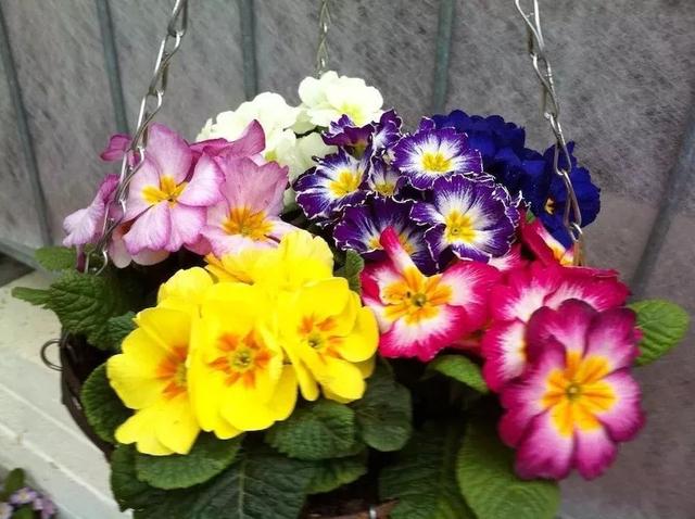 这几种植物很适合种在树荫下，散射光下就有艳丽的花朵观赏