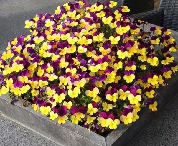 养花就用它做花肥，半年追加一次，比柳枝水、阿司匹林实用