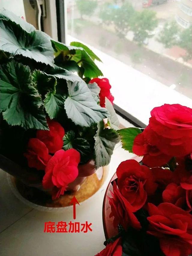 这10种花，年年收空盆，没点经验还真不敢养