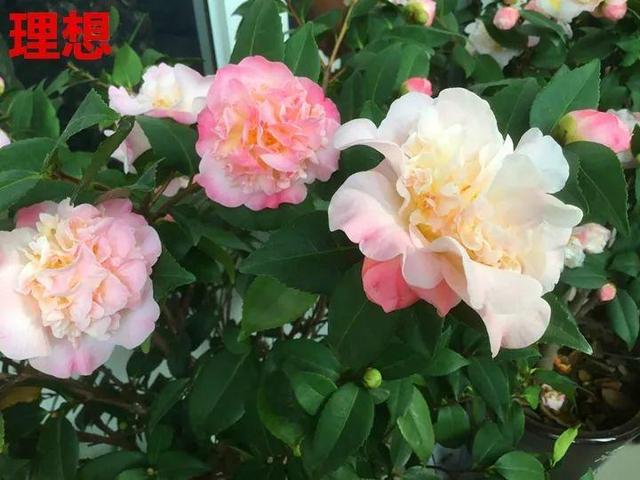 这10种花，年年收空盆，没点经验还真不敢养
