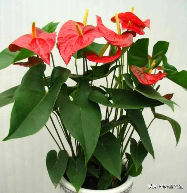 推荐10款花期超长的花卉，在家种上一盆，能看一年