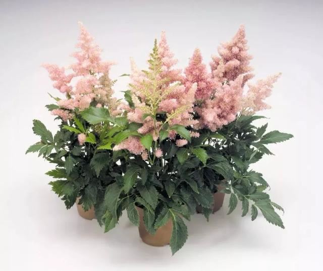 这几种植物很适合种在树荫下，散射光下就有艳丽的花朵观赏