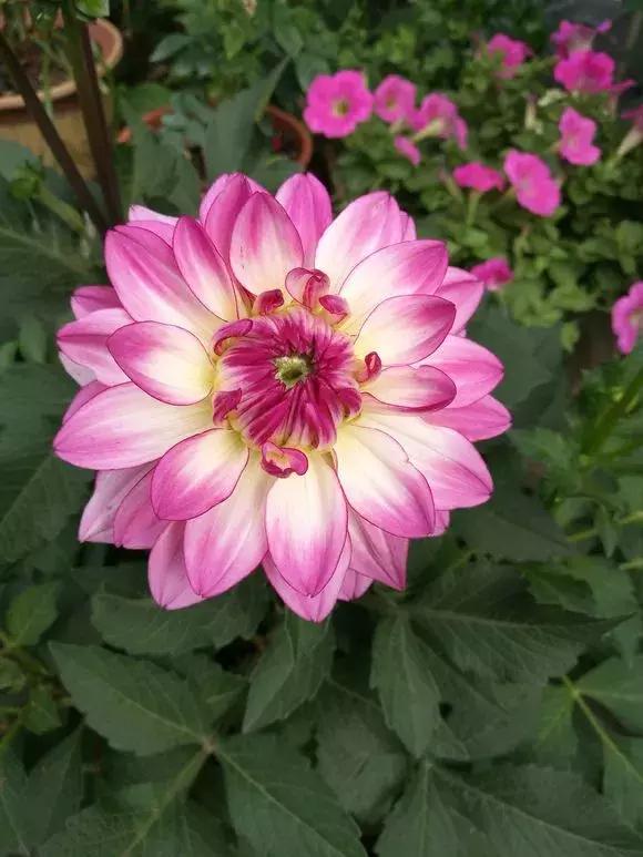 3种球丢盆里，一不小心花儿开满盆，四季花不断，美翻了