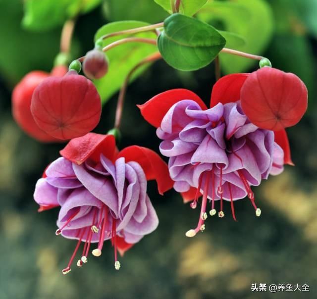 推荐10款花期超长的花卉，在家种上一盆，能看一年