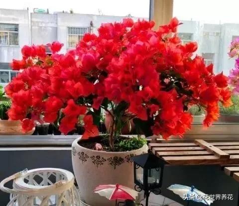 这“3种”,好养又漂亮,见的人都说“美” 这“3种”,好养又漂亮,见的人都说“美”