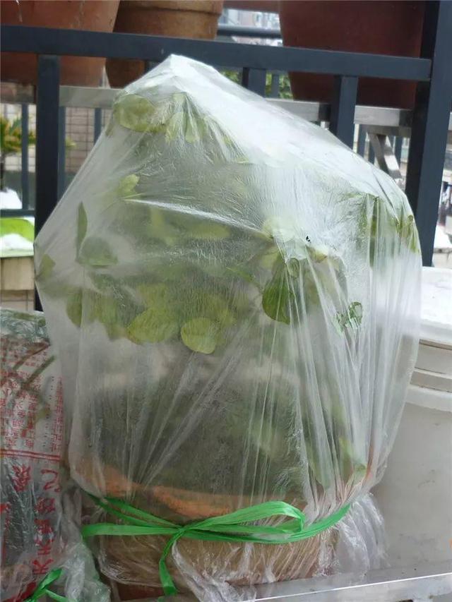 这10种花，年年收空盆，没点经验还真不敢养