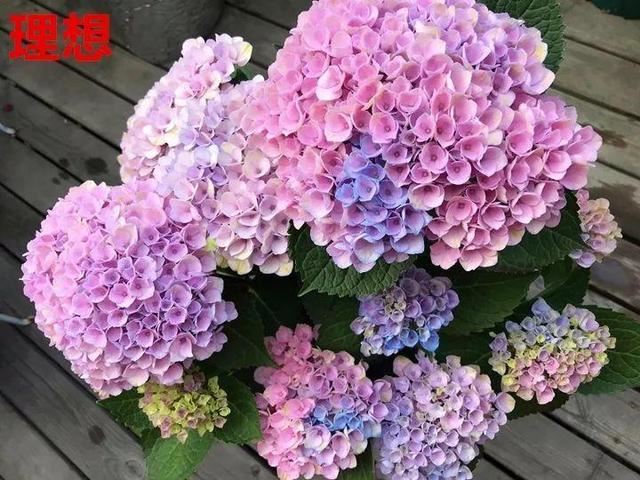 这10种花，年年收空盆，没点经验还真不敢养