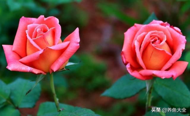 推荐10款花期超长的花卉，在家种上一盆，能看一年