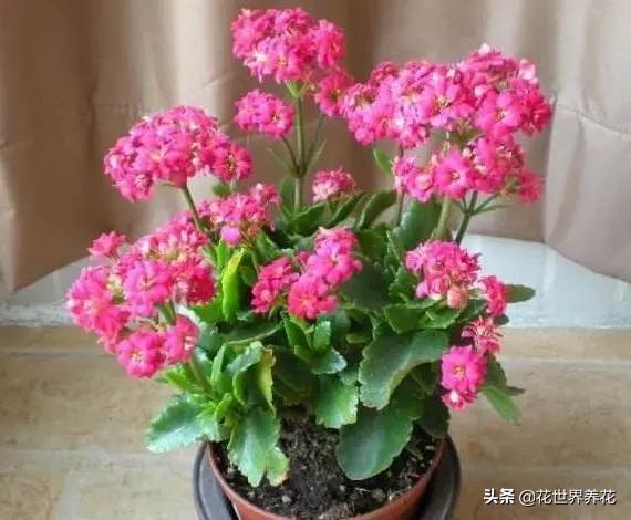 同样养的“开花机器”，为何别人花多压弯枝，而自家却越开越少？