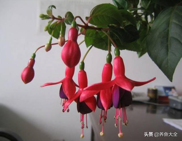 推荐10款花期超长的花卉，在家种上一盆，能看一年