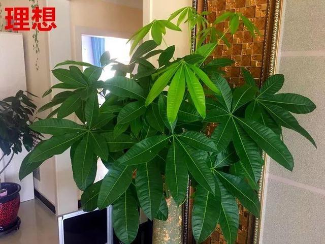这10种花，年年收空盆，没点经验还真不敢养