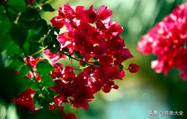 推荐10款花期超长的花卉，在家种上一盆，能看一年