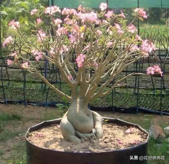 “4种花”最难养，1个月不浇水，才能花开满枝头，越懒越好