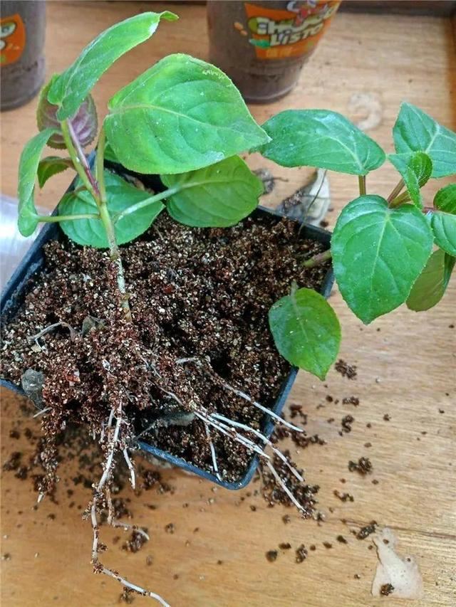 这10种花，年年收空盆，没点经验还真不敢养