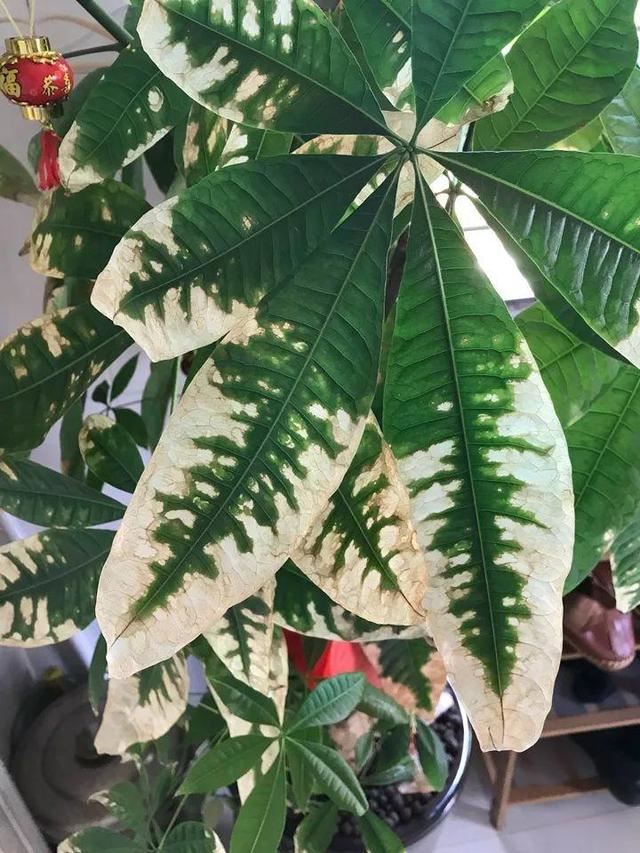 这10种花，年年收空盆，没点经验还真不敢养