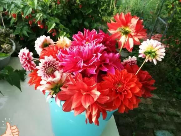 3种球丢盆里，一不小心花儿开满盆，四季花不断，美翻了