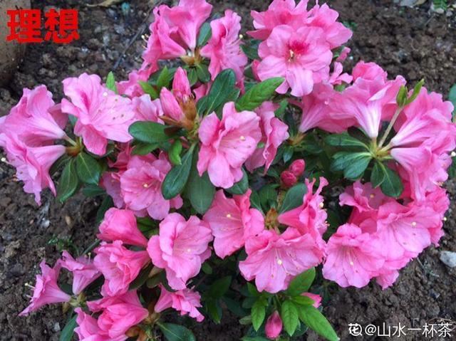 这10种花，年年收空盆，没点经验还真不敢养