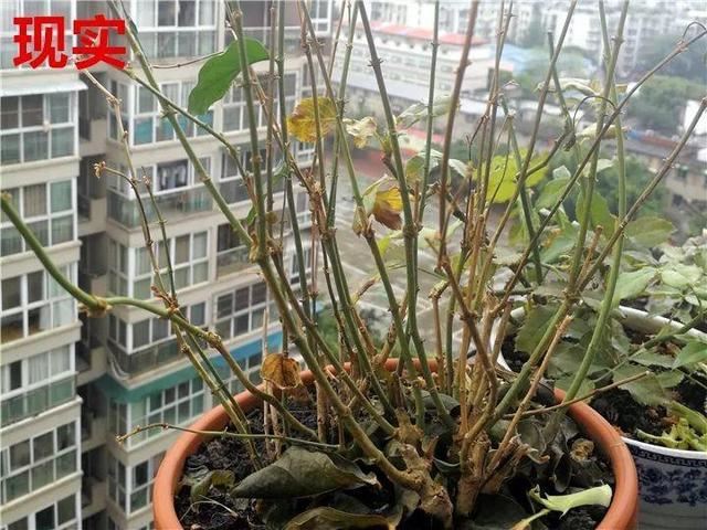 这10种花，年年收空盆，没点经验还真不敢养