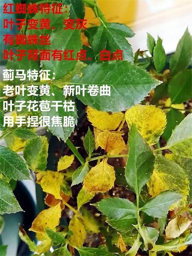 这10种花，年年收空盆，没点经验还真不敢养