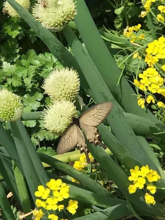 3种球丢盆里，一不小心花儿开满盆，四季花不断，美翻了