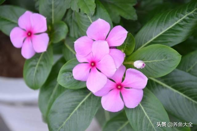 推荐10款花期超长的花卉，在家种上一盆，能看一年