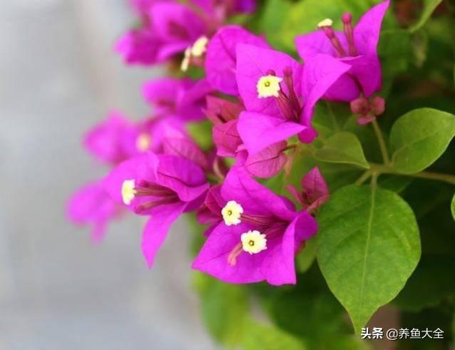 推荐10款花期超长的花卉，在家种上一盆，能看一年