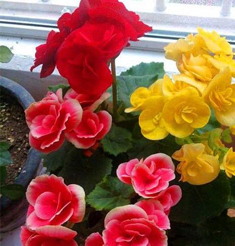 一种常见花，却这么“难养”，谁养好了它，肯定是养花高手