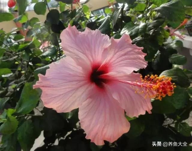 推荐10款花期超长的花卉，在家种上一盆，能看一年